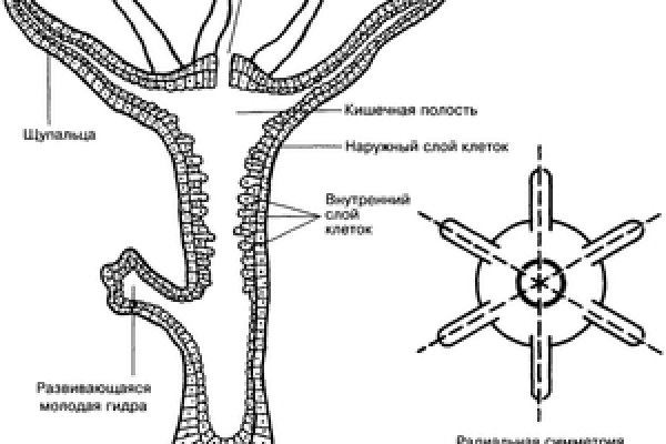 Кракен сообщество